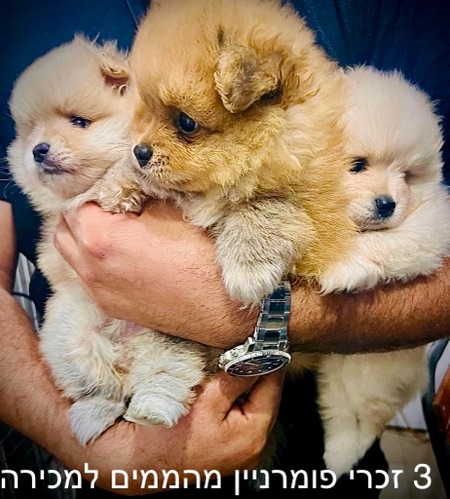 3 זכרי פומרניין מהממים ימכרו לבית חם ואוהב ❤️