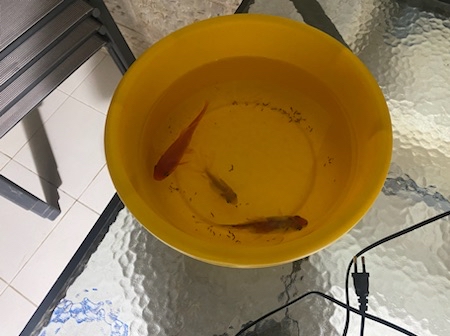 אקוריום כולל כל הציוד הנלווה + 3 דגים