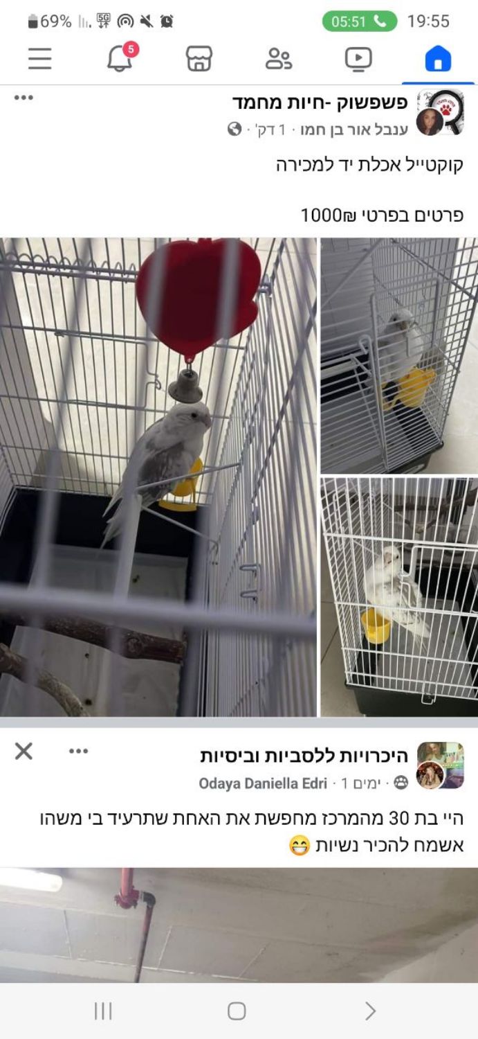 תוכי קוקטייל אכלת יד רגיל להיות עם ילדים