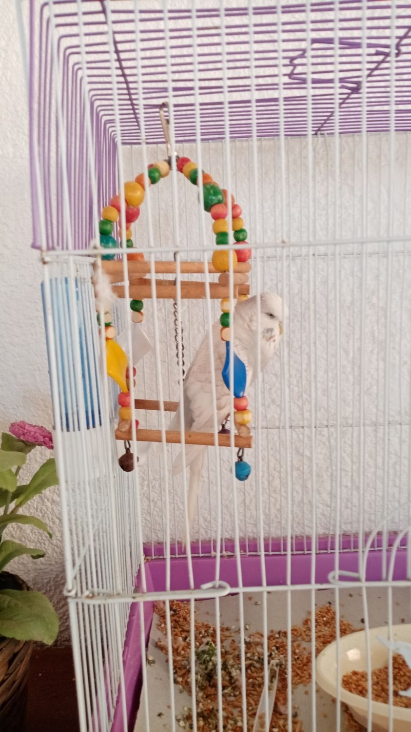 תוכי נחמד לפעמים שר וגם יפה מוכרים בגלל שאין מישהו שישמור עליו