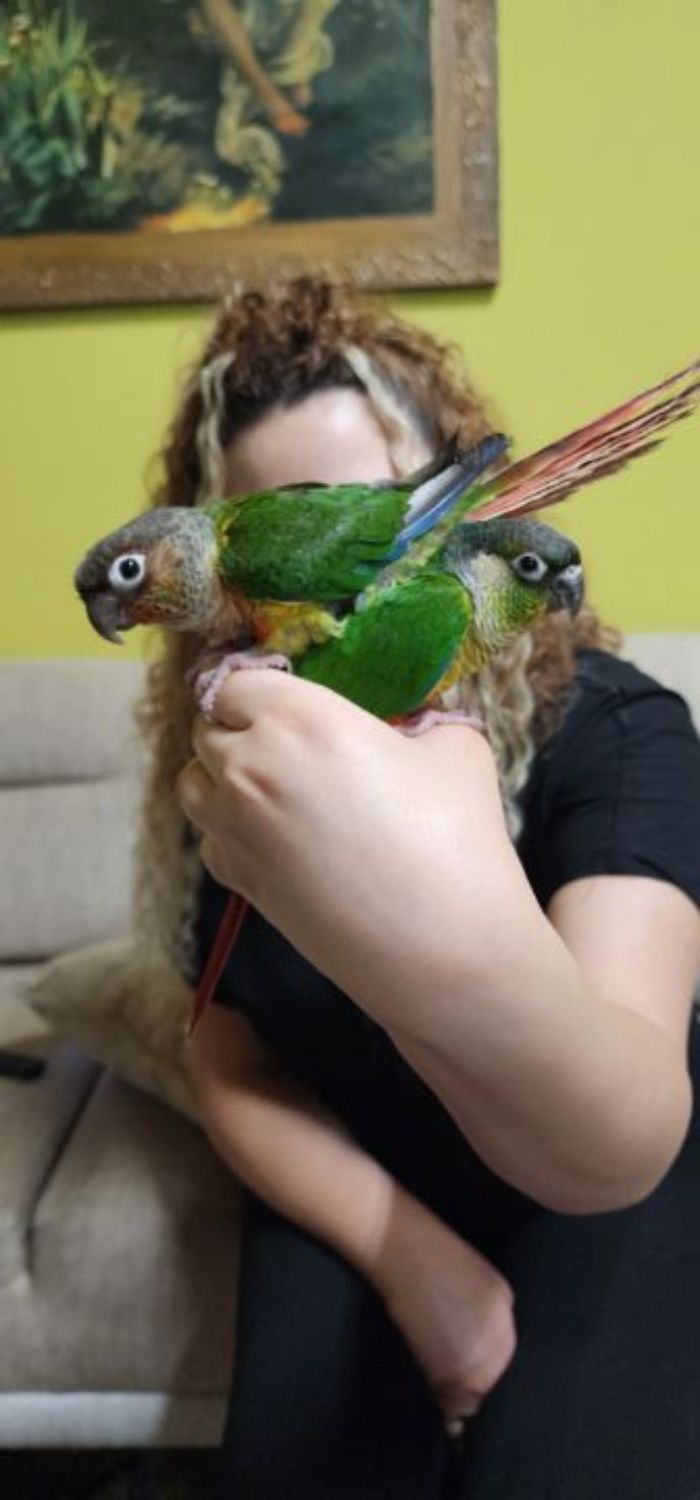 גרינציק האכלת יד למכירה