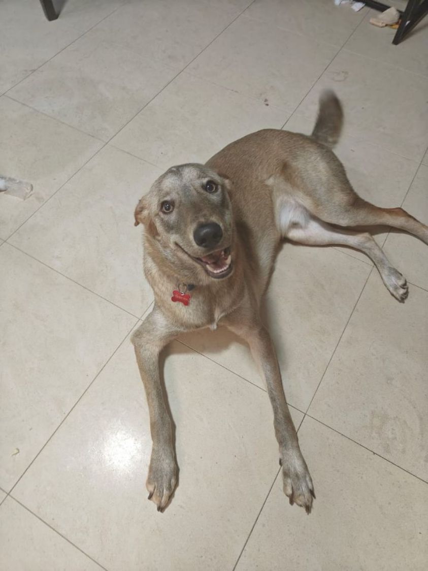 🐶 מחפש למוסרת/לאמץ את לואי 🐶 בן שנה 🐶 מחוסן מעוקר פלוס שבב 🐶 מאלעד 🐶 טלפון יאיר: