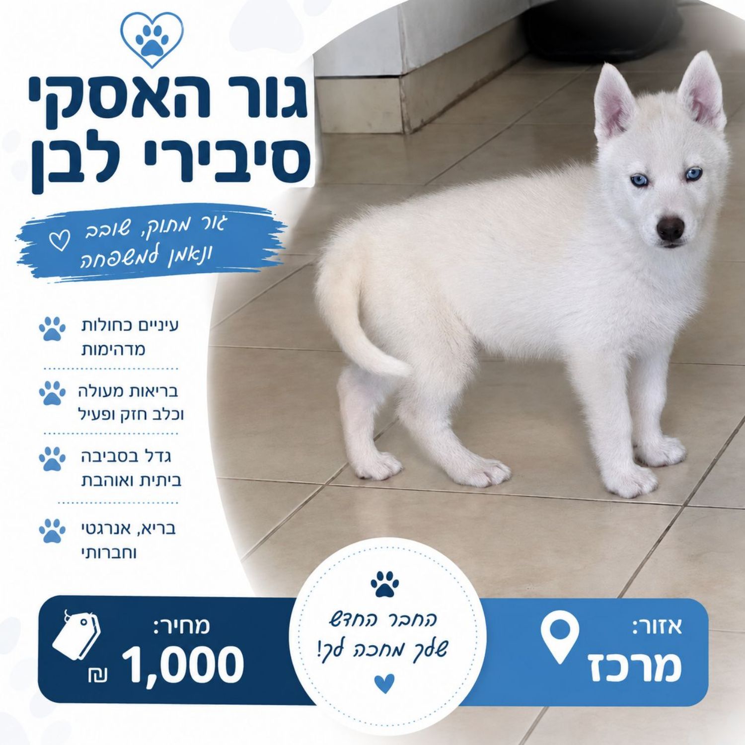 למכירה גורי האסקי סיבירי – ליגה אחרת 🐺✨ עיניים כחולות קרח, מראה אצילי ונוכחות שקשה להתעל…